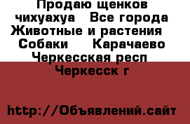 Продаю щенков чихуахуа - Все города Животные и растения » Собаки   . Карачаево-Черкесская респ.,Черкесск г.
